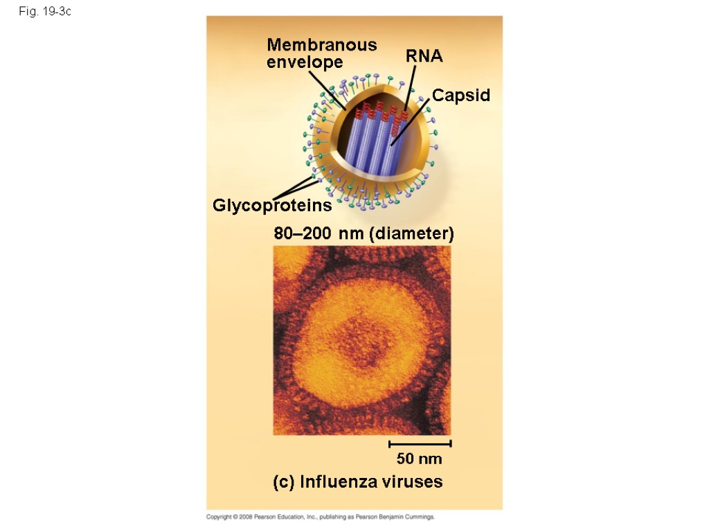 Fig. 19-3c Membranous envelope RNA Capsid Glycoproteins 80–200 nm (diameter) 50 nm (c) Influenza